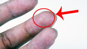 Microchip là gì? Danh sách công ty sản xuất được Microchip