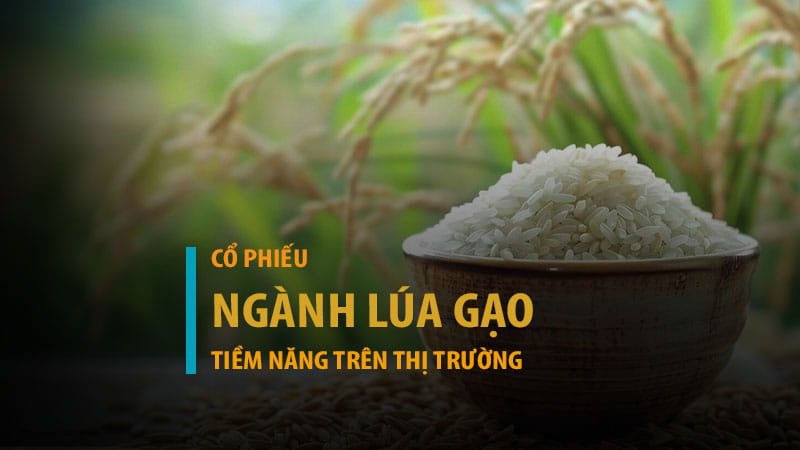 Tiềm năng cổ phiếu ngành lúa gạo trên thị trường chứng khoán
