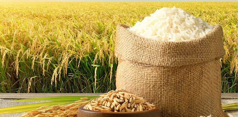 Tiềm năng cổ phiếu ngành lúa gạo trên thị trường chứng khoán