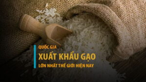 Top 7 quốc gia xuất khẩu gạo lớn nhất thế giới năm 2025