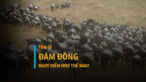 Hiệu ứng tâm lý đám đông nguy hiểm như thế nào trong đầu tư