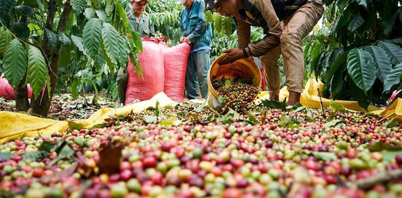 Top 10+ quốc gia xuất khẩu cà phê lớn nhất thế giới hiện nay